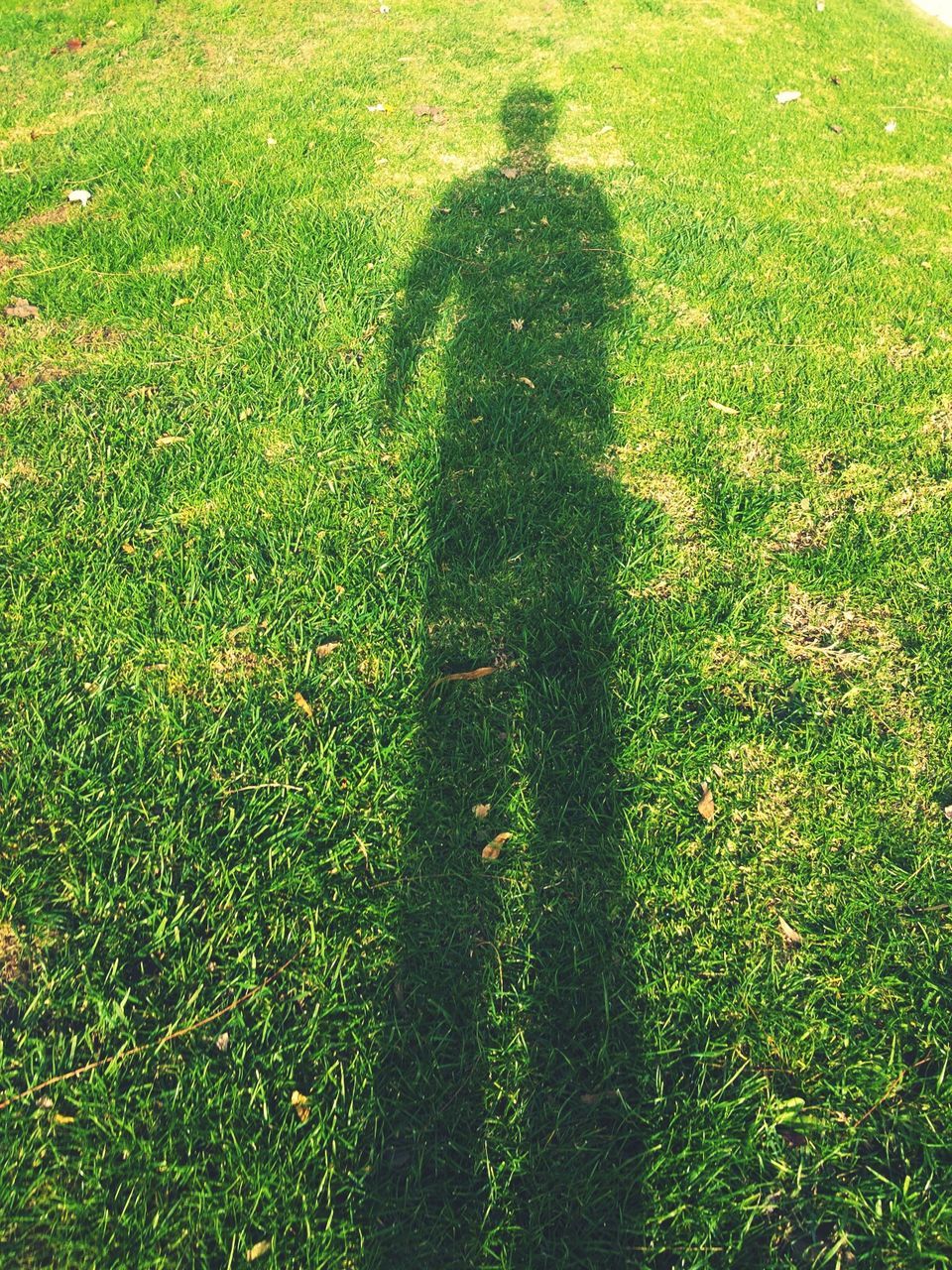 SHADOW OF TREES ON GRASSY FIELD