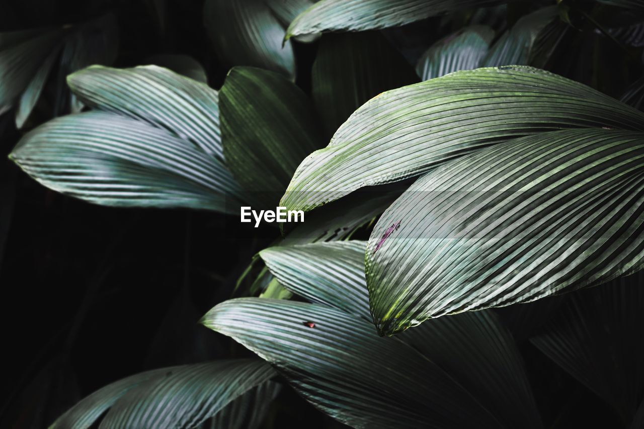 Close-up of white flowering plant leaves