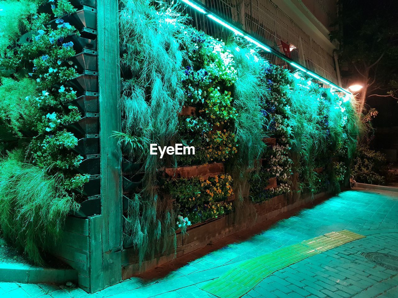 Illuminated trees by plants at night