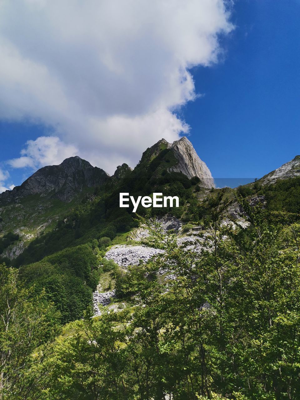 Low angle view of trees on mountain against sky