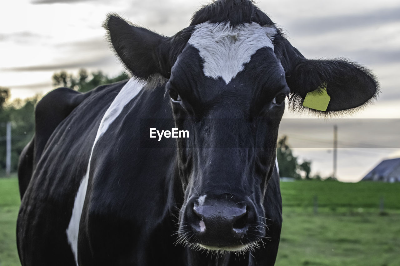 Close up of a black and white holstein dairy cow