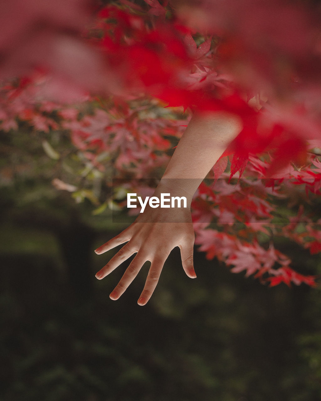 Close-up of woman hand amidst red leaves during autumn