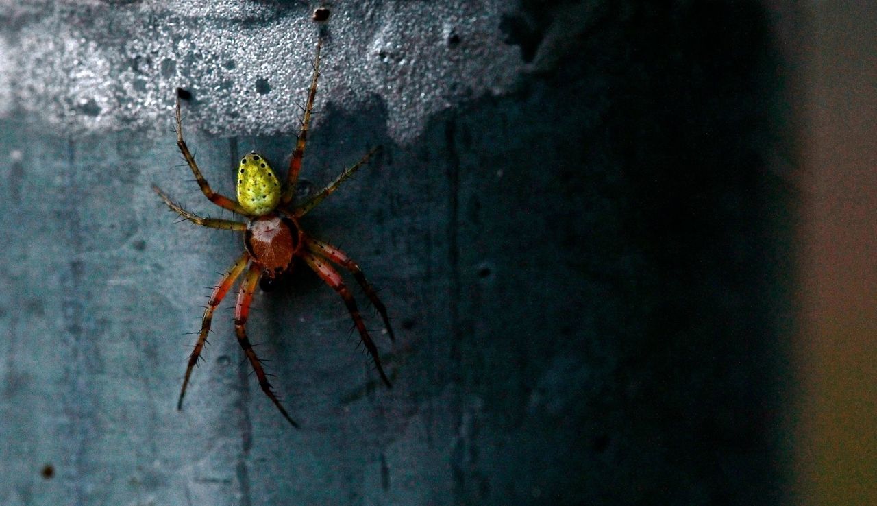 Spider on weathered wall