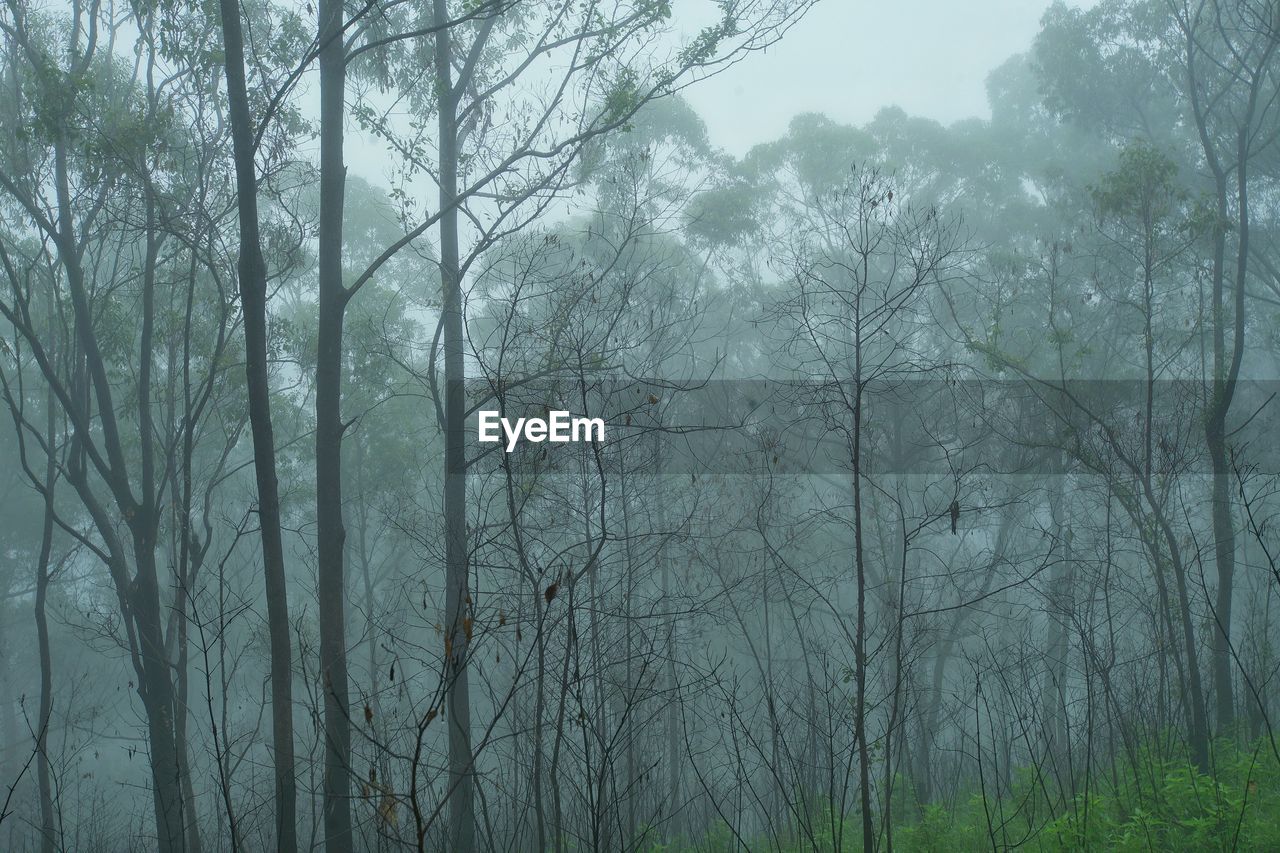 TREES GROWING IN FOREST