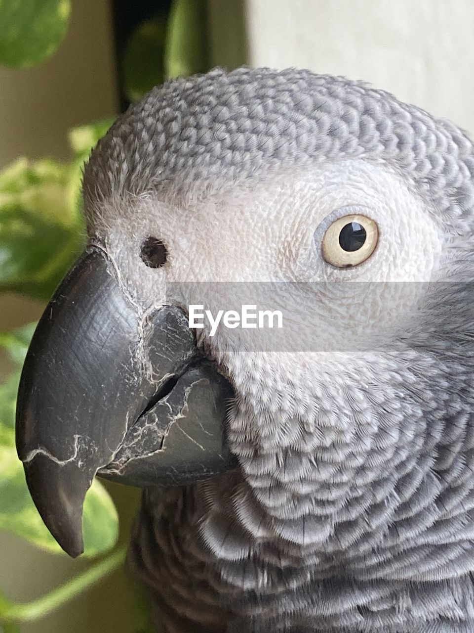 animal themes, animal, beak, one animal, bird, parrot, pet, animal wildlife, african grey, parakeet, close-up, wildlife, animal body part, portrait, animal head, nature, gray, no people, feather, focus on foreground, outdoors