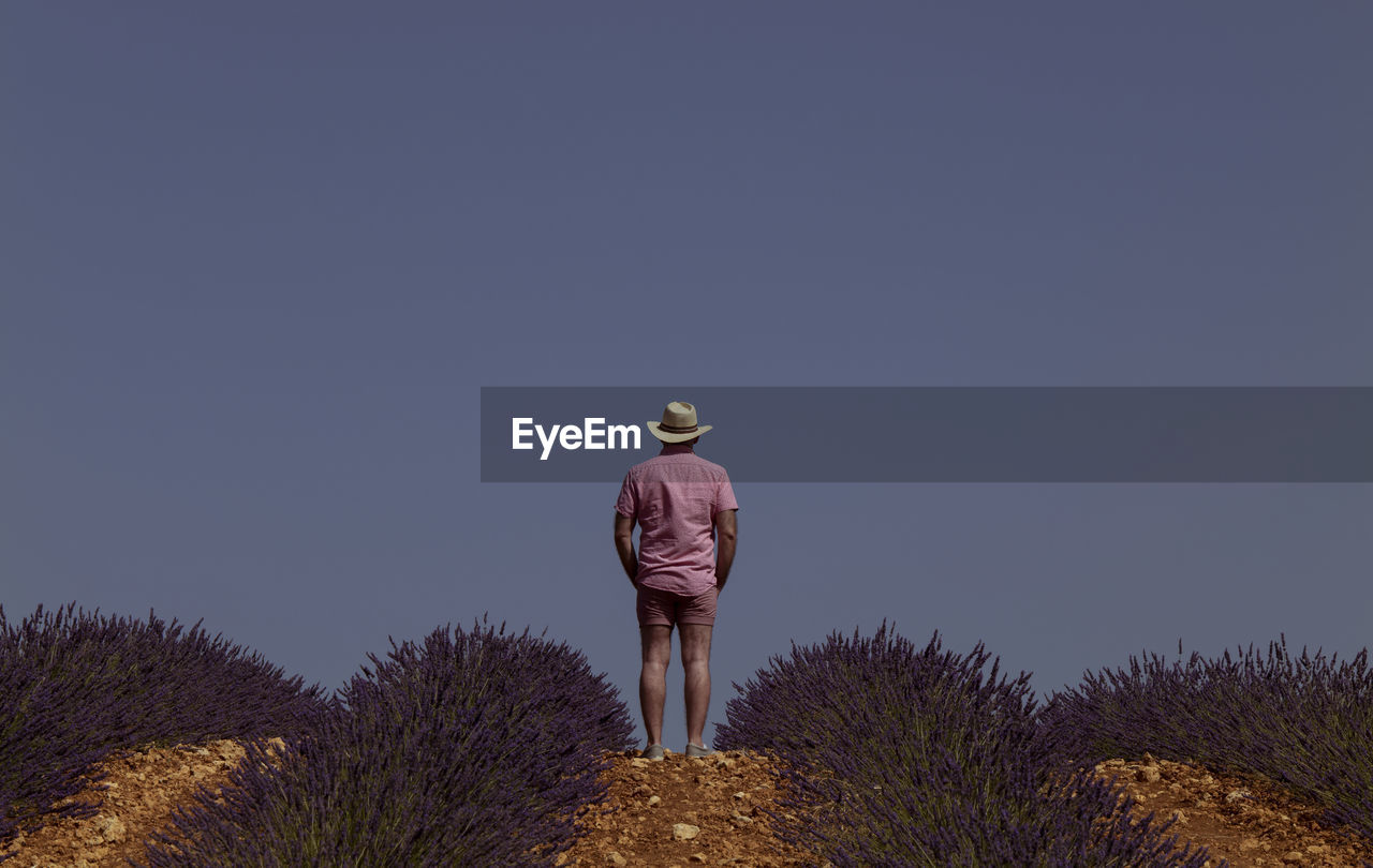 Rear view of adult man in hat on lavender fields. brihuega, spain