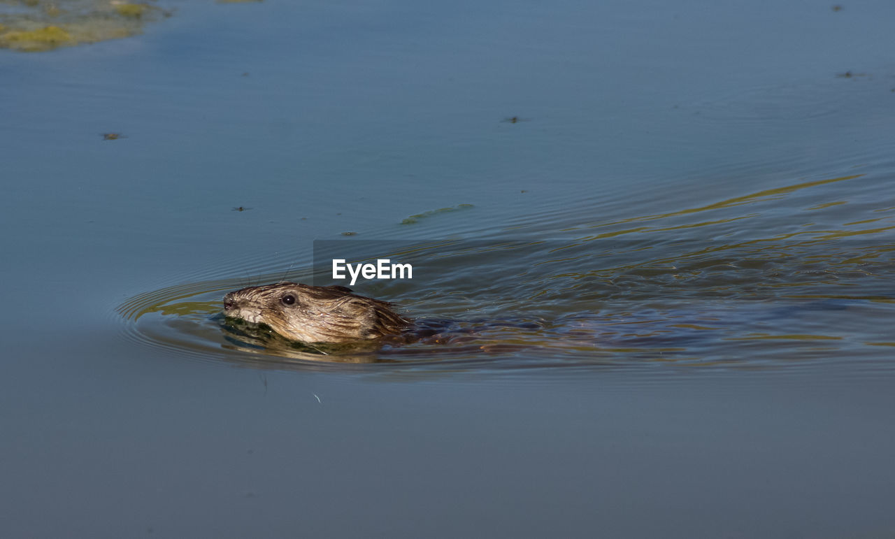 HIGH ANGLE VIEW OF CROCODILE SWIMMING IN LAKE