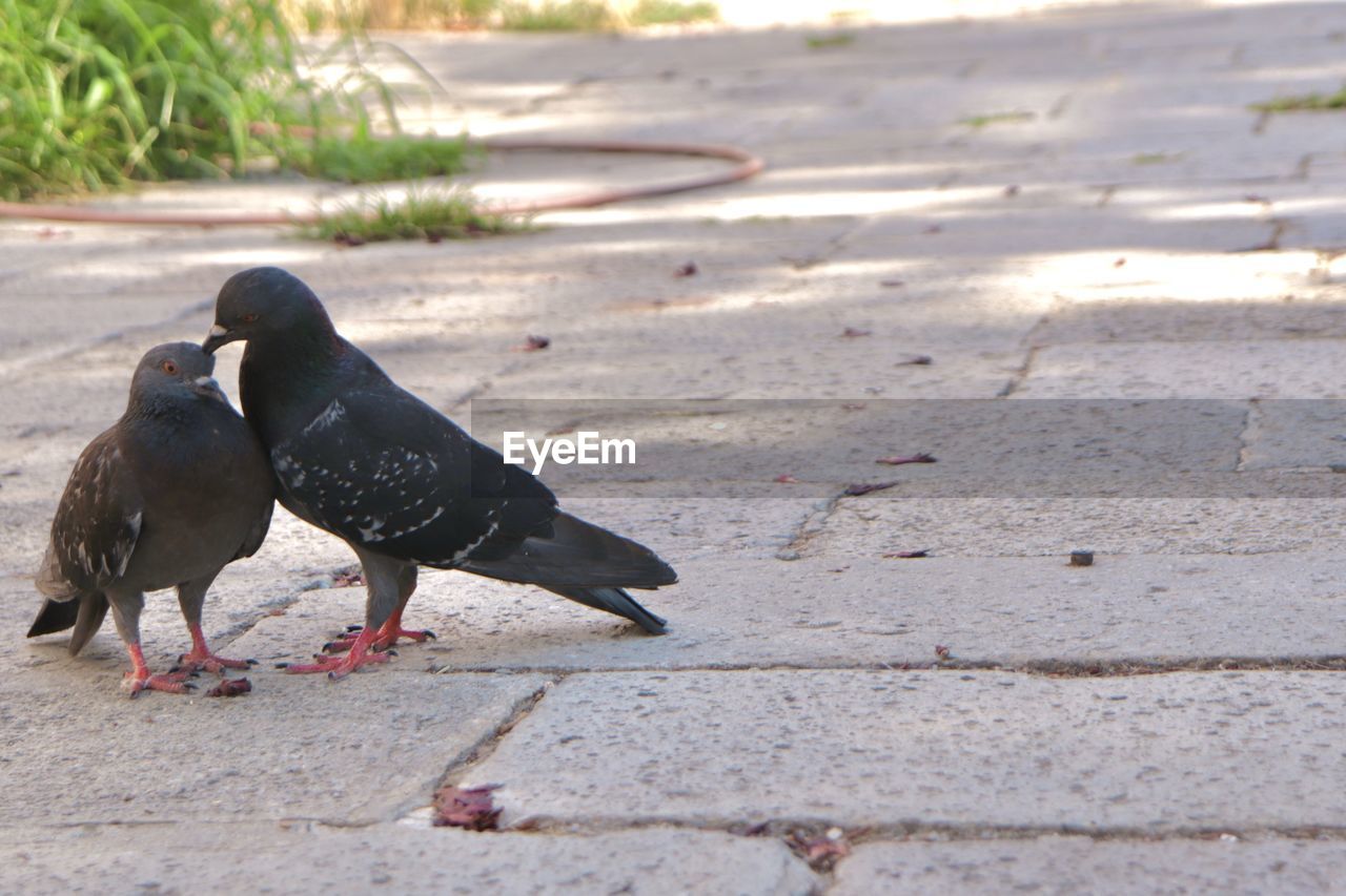 animal, animal themes, bird, wildlife, animal wildlife, no people, nature, day, pigeon, group of animals, outdoors, black, pigeons and doves, sunlight, full length, two animals, footpath