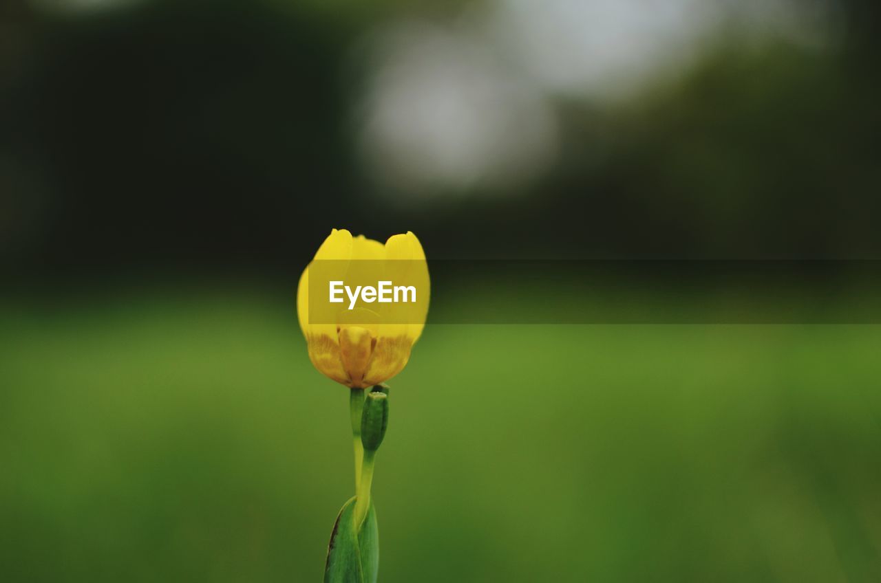 Close-up of yellow flower