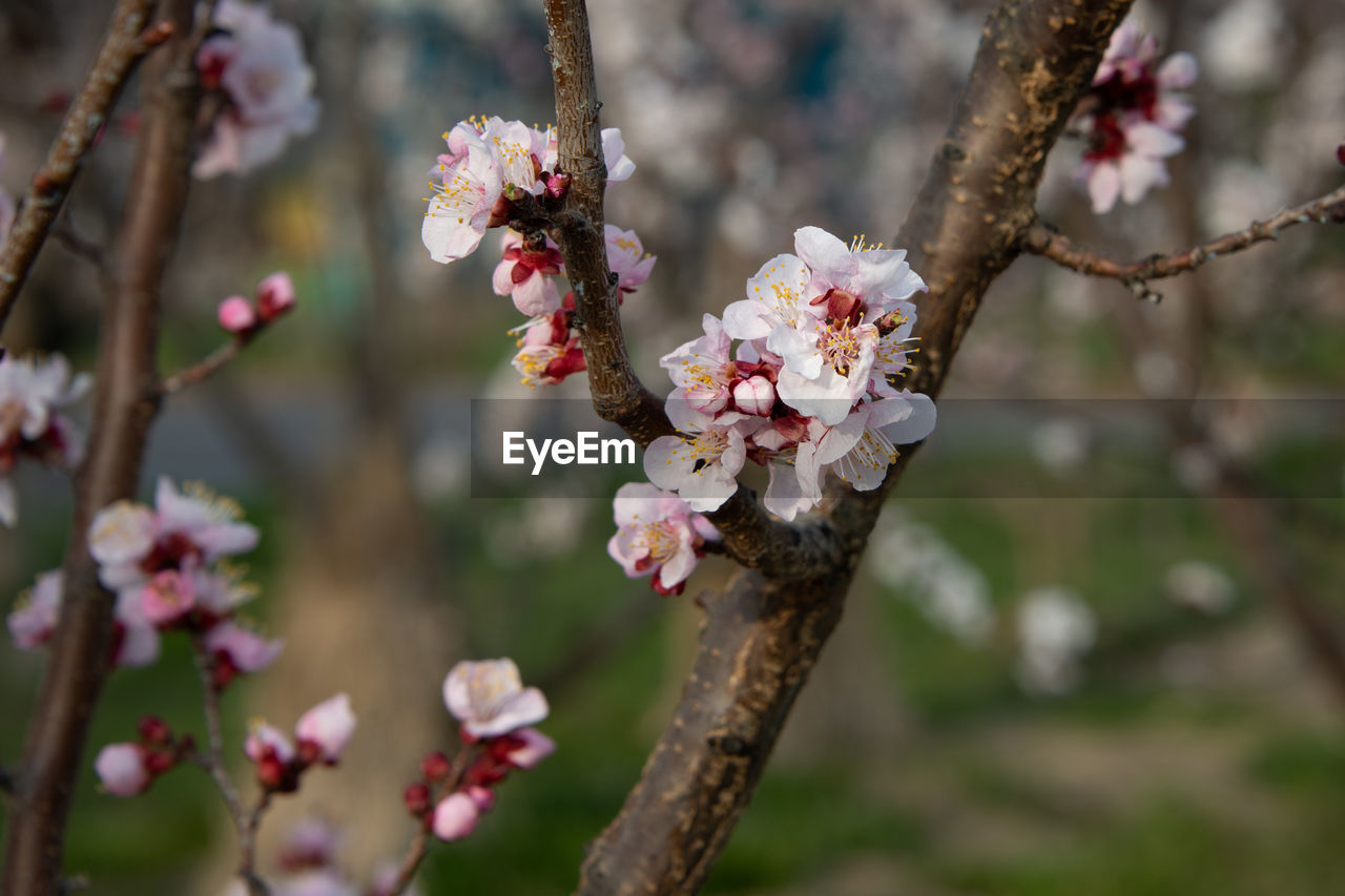 CLOSE-UP OF PINK CHERRY BLOSSOM ON BRANCH