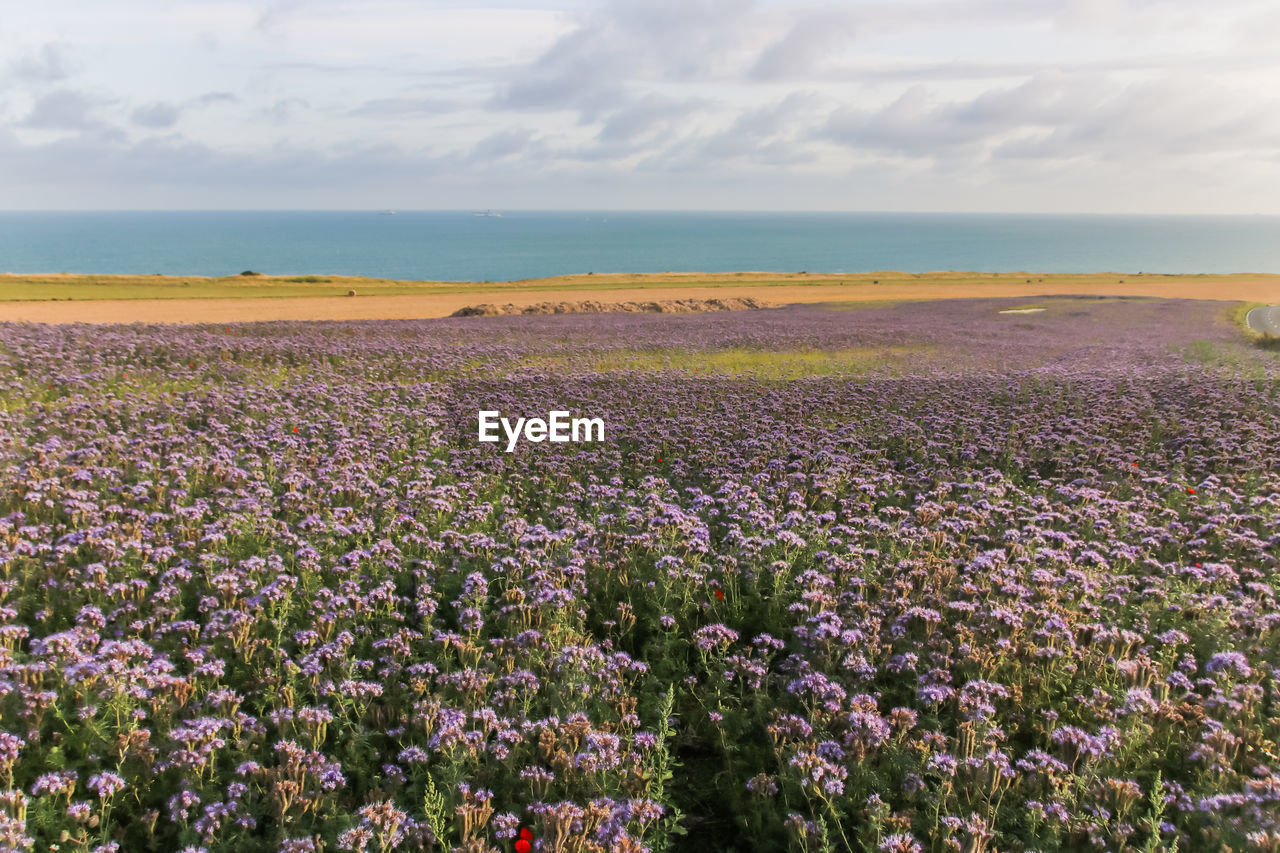 Purple flowering plants on field by sea against sky