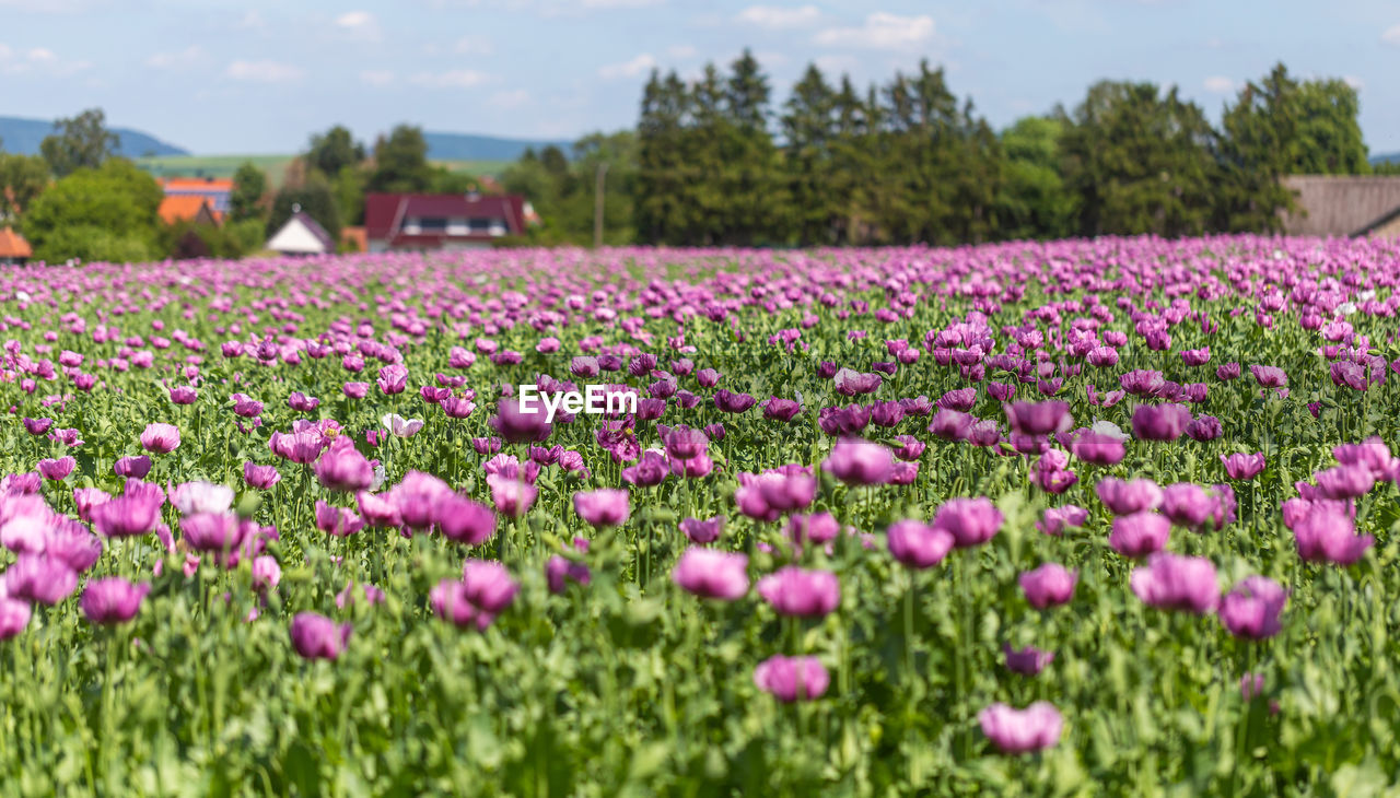 VIEW OF FLOWERING PLANTS IN FIELD