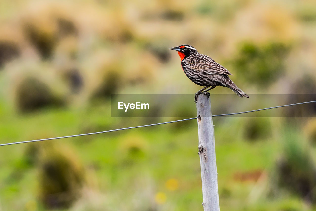 BIRD PERCHING ON GROUND