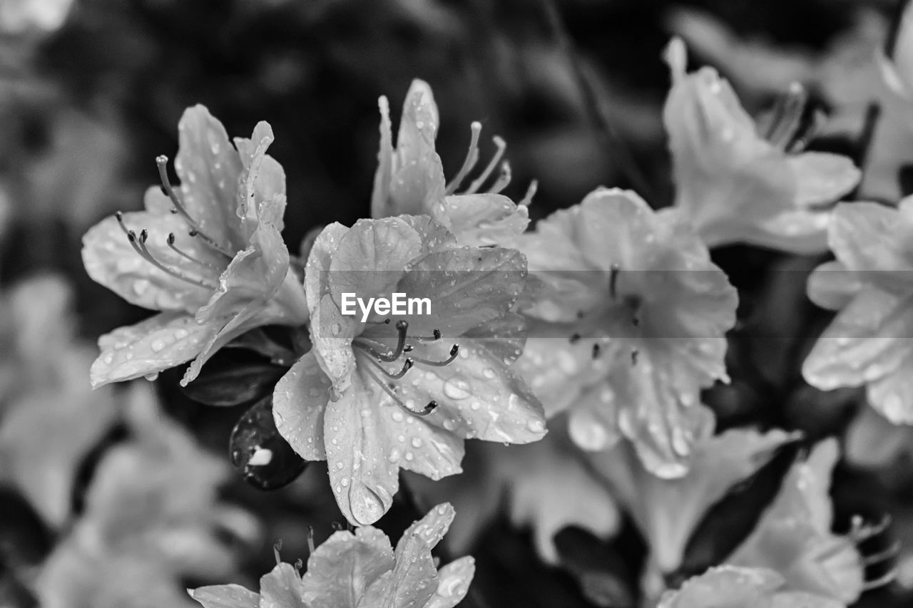 Close-up of water drops on flowers