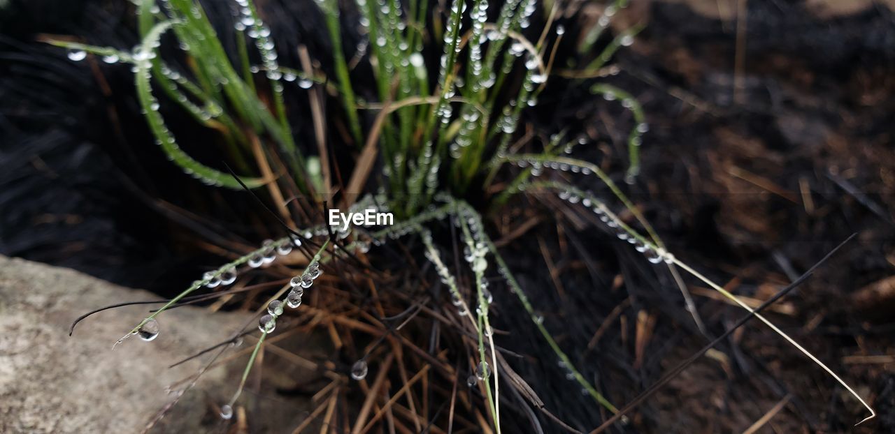 High angle view of plant on field