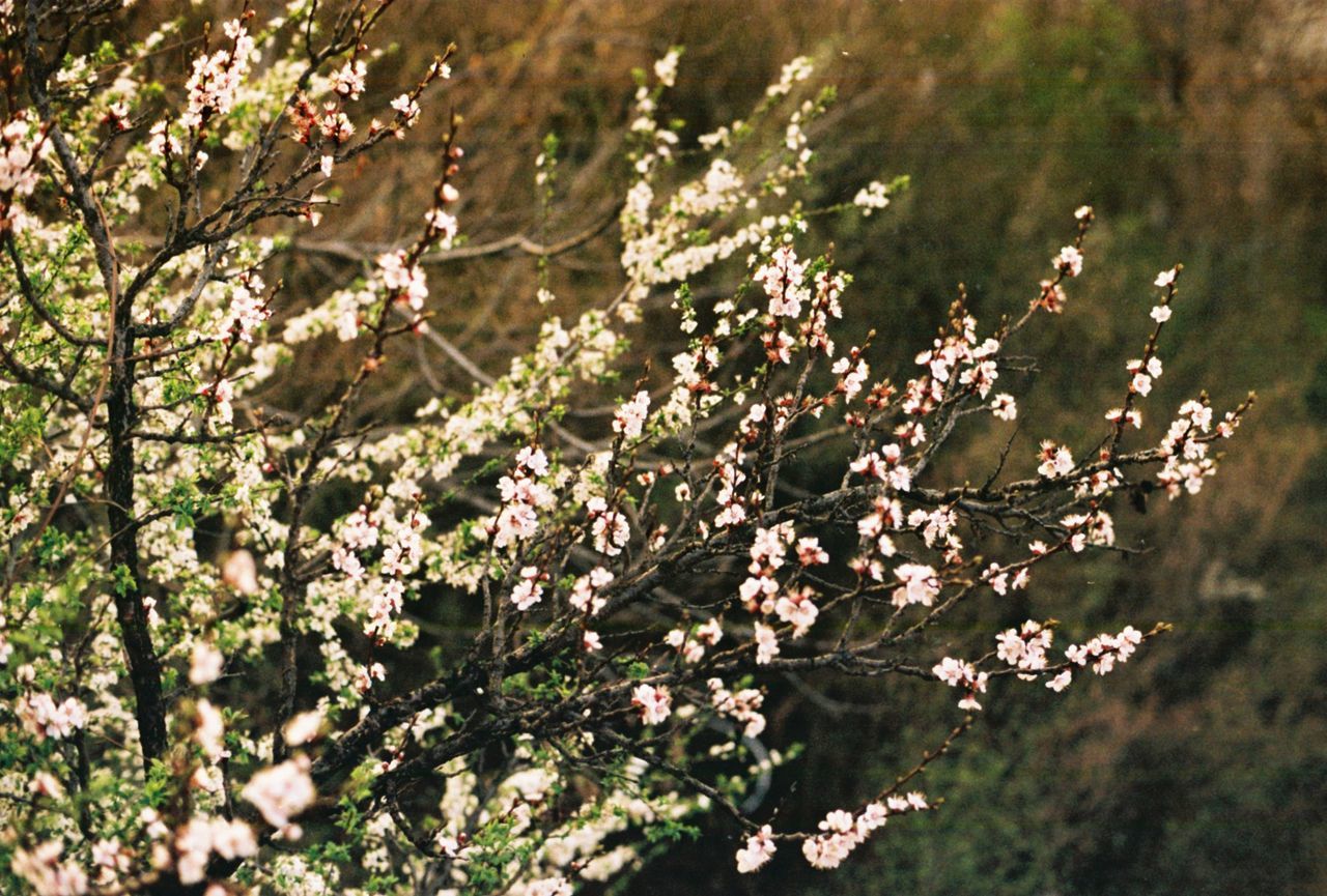 PINK FLOWERS GROWING ON TREE
