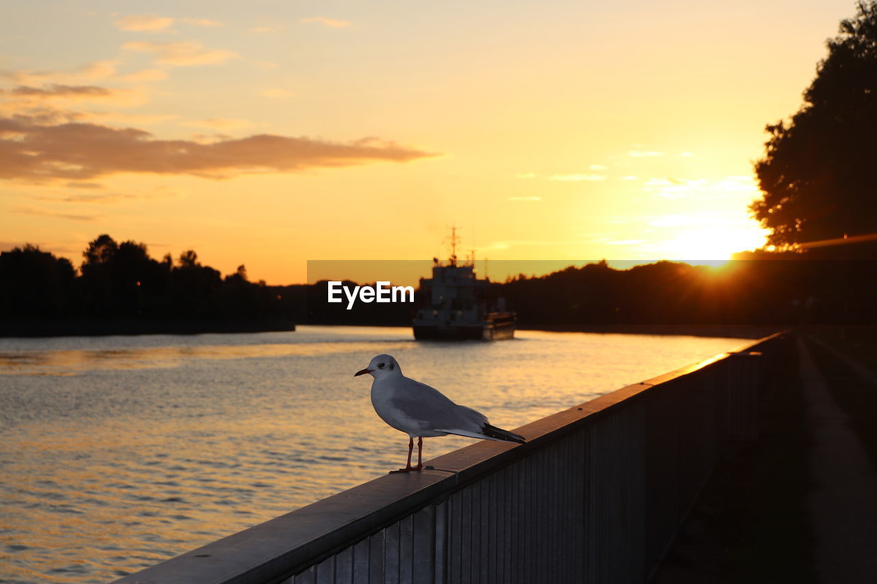 Seagull perching at nord ostsee kanal against sky during sunset