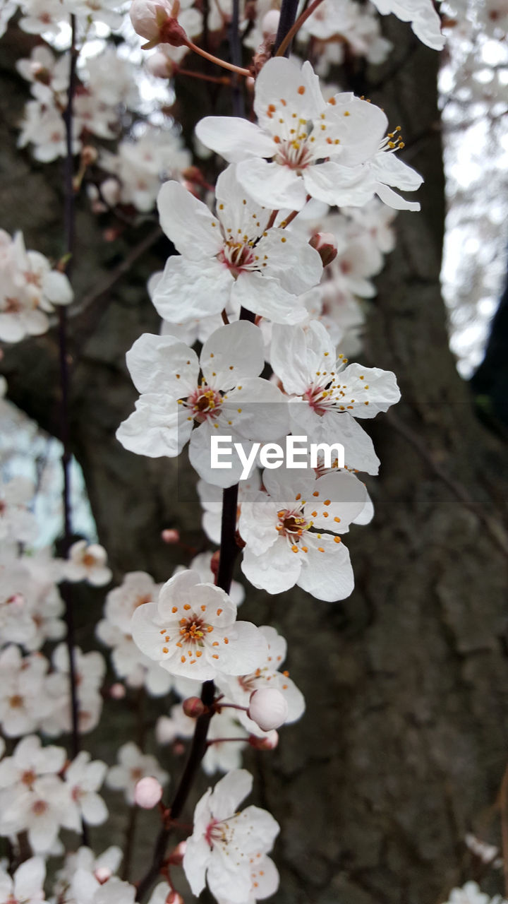 CLOSE-UP OF WHITE BLOSSOM