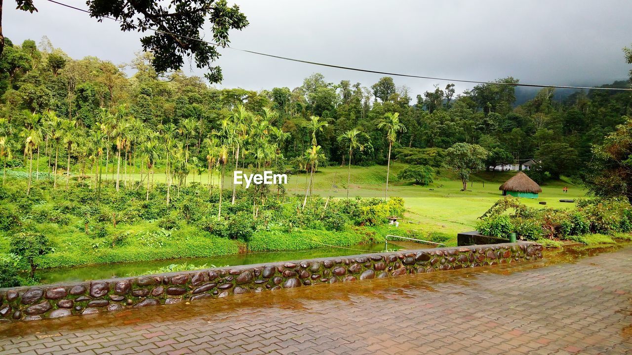 Trees in garden