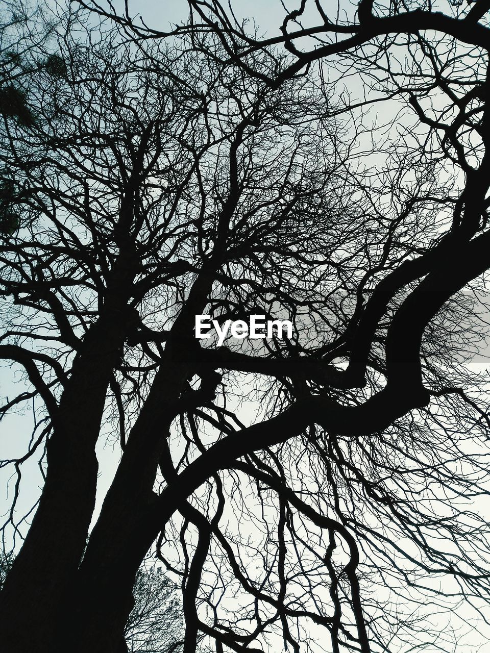 Low angle view of silhouette bare trees against sky