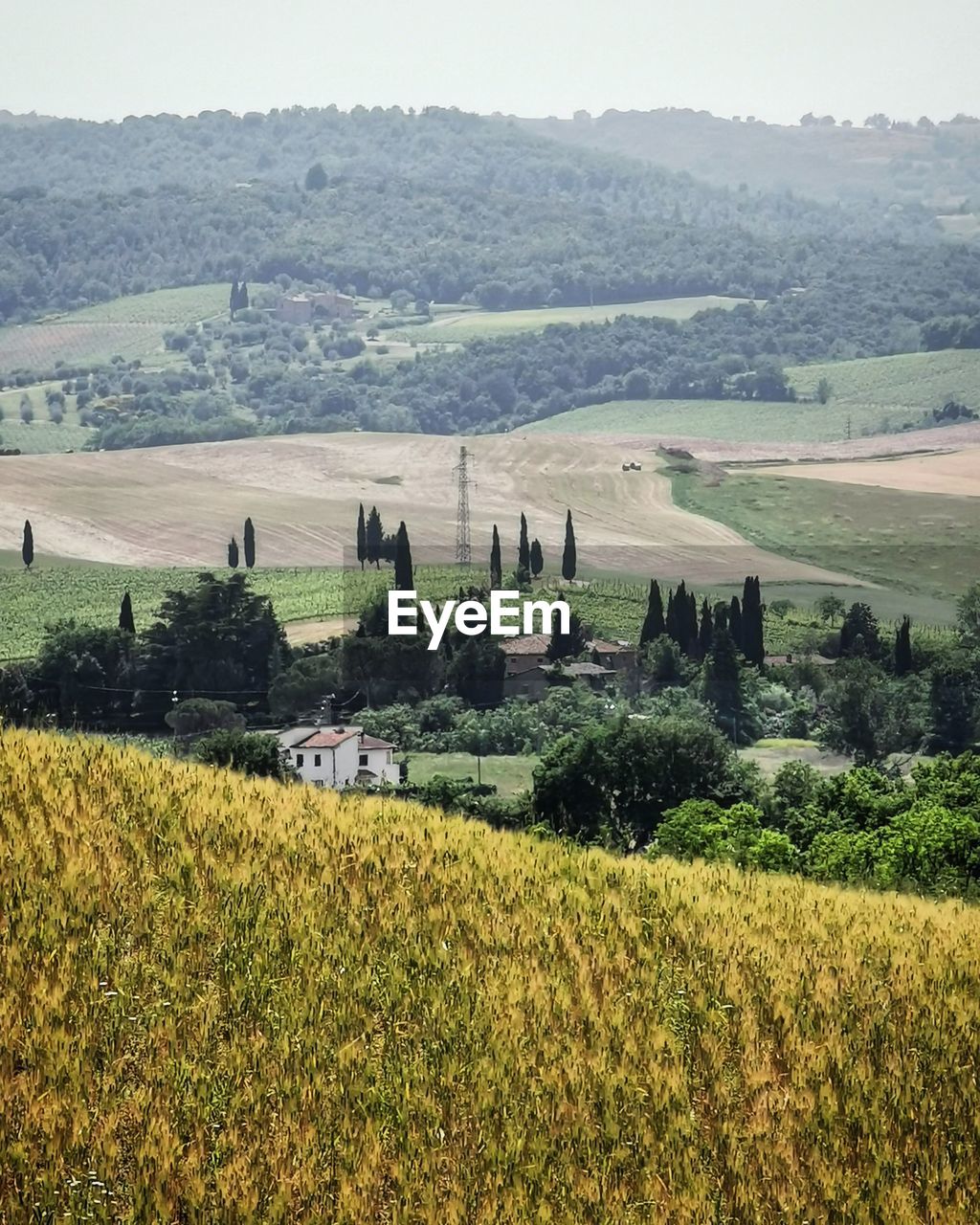 SCENIC VIEW OF AGRICULTURAL FIELD