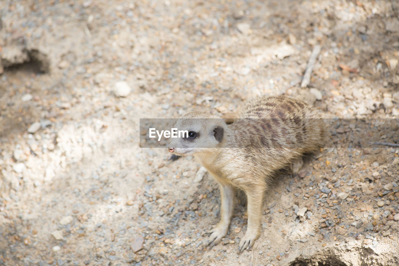 HIGH ANGLE PORTRAIT OF SMALL STANDING OUTDOORS