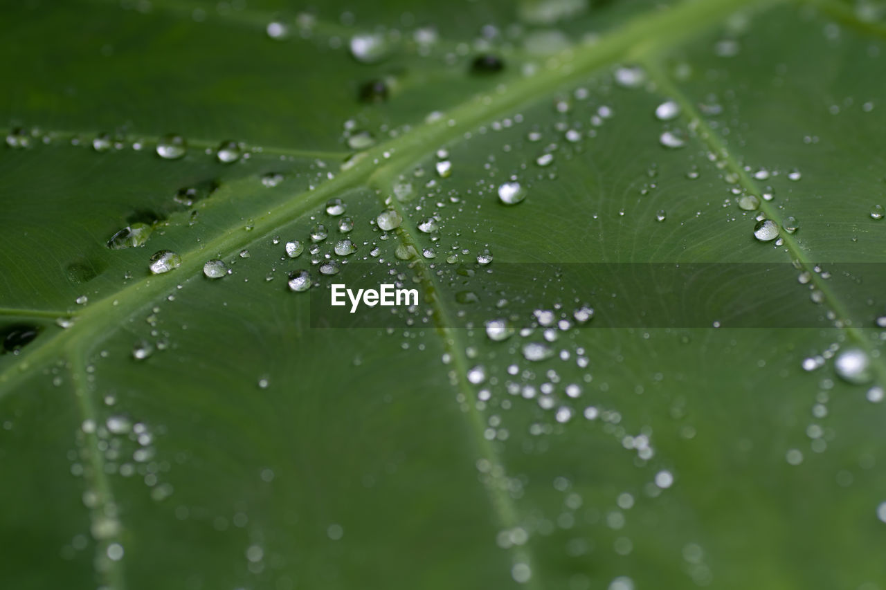 WATER DROPS ON LEAVES