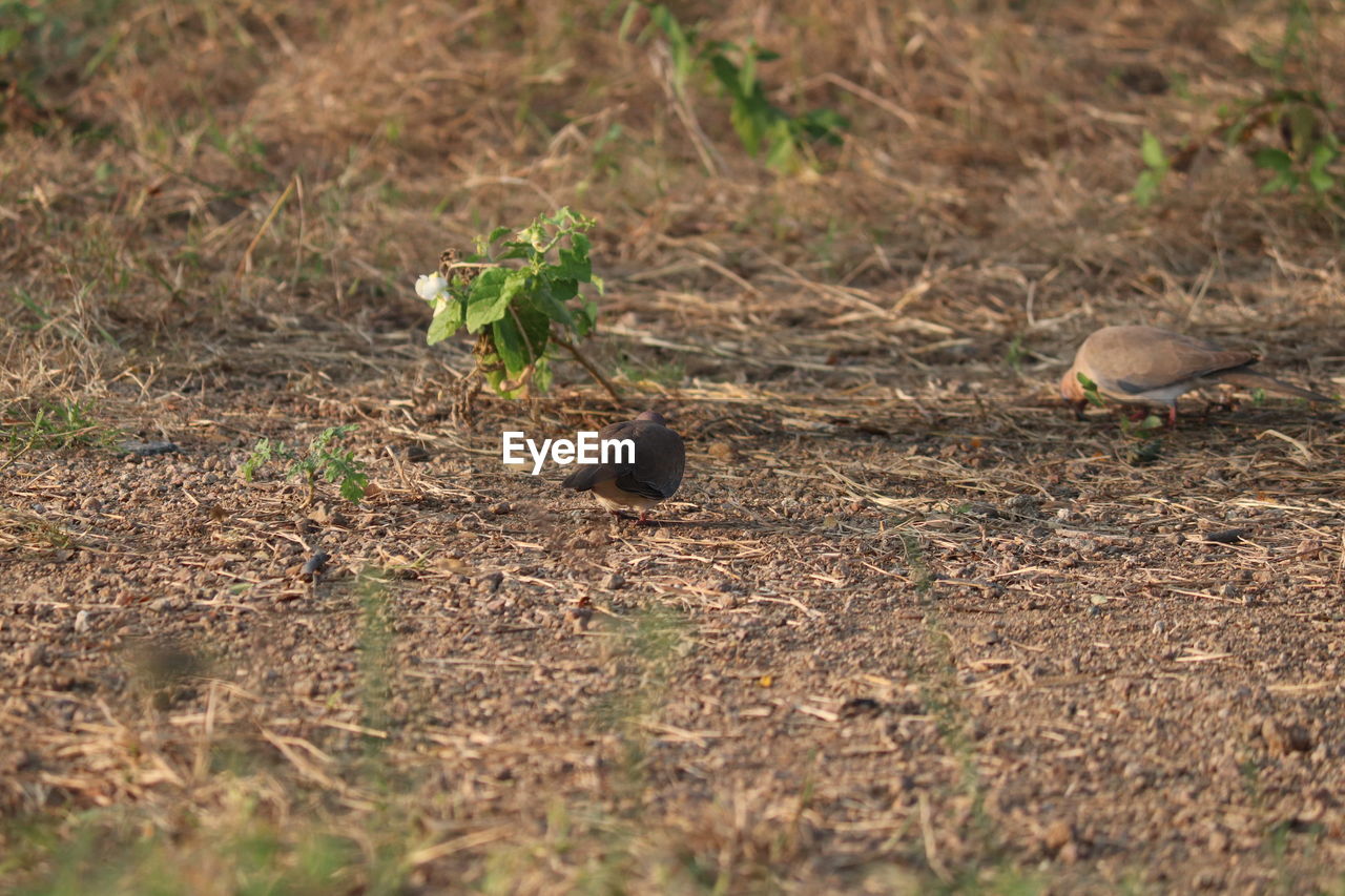 CLOSE-UP OF A BIRD ON LAND