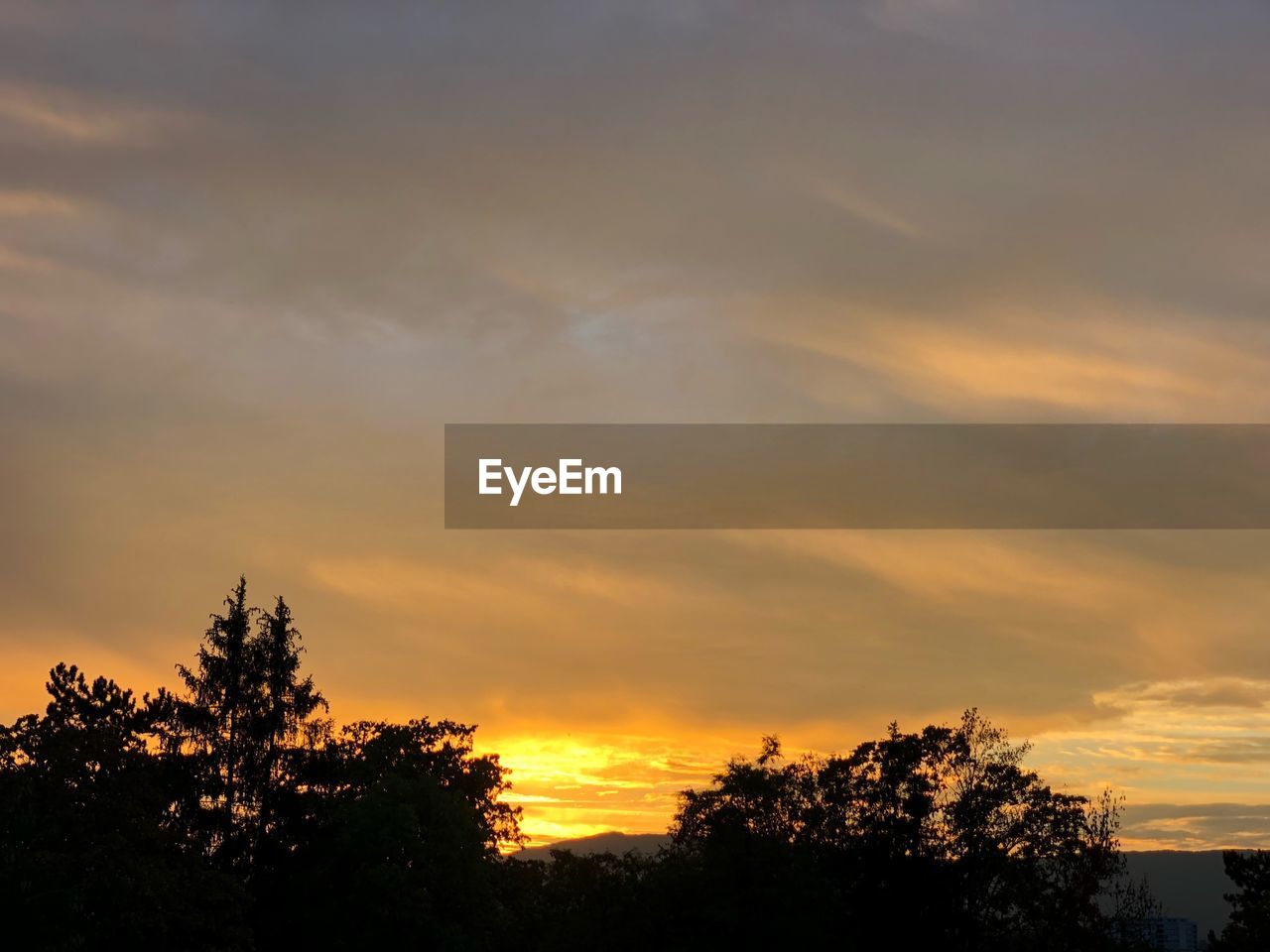 SILHOUETTE TREES AGAINST ORANGE SKY