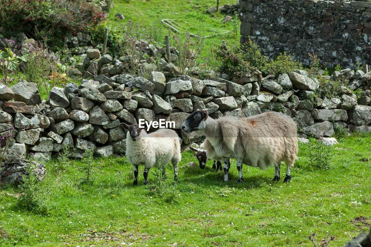 SHEEP STANDING IN FIELD