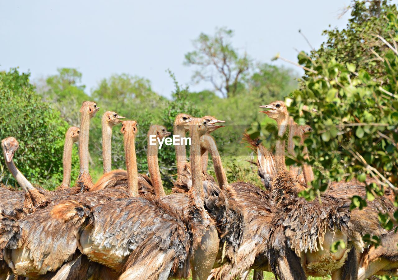 CLOSE-UP OF BIRDS IN PARK AGAINST SKY