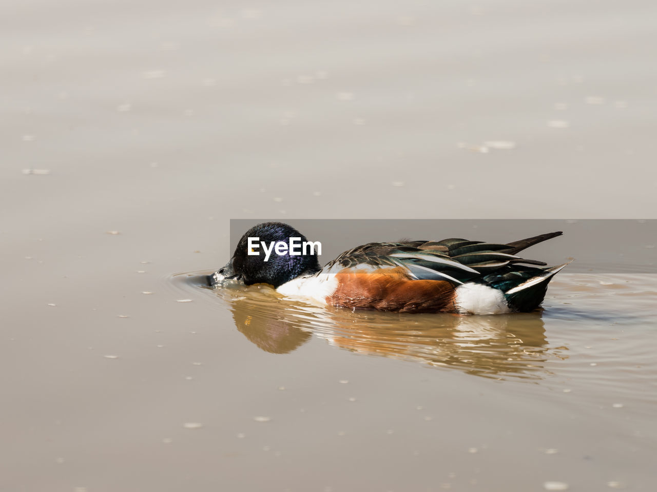 CLOSE-UP OF DUCK SWIMMING ON LAKE