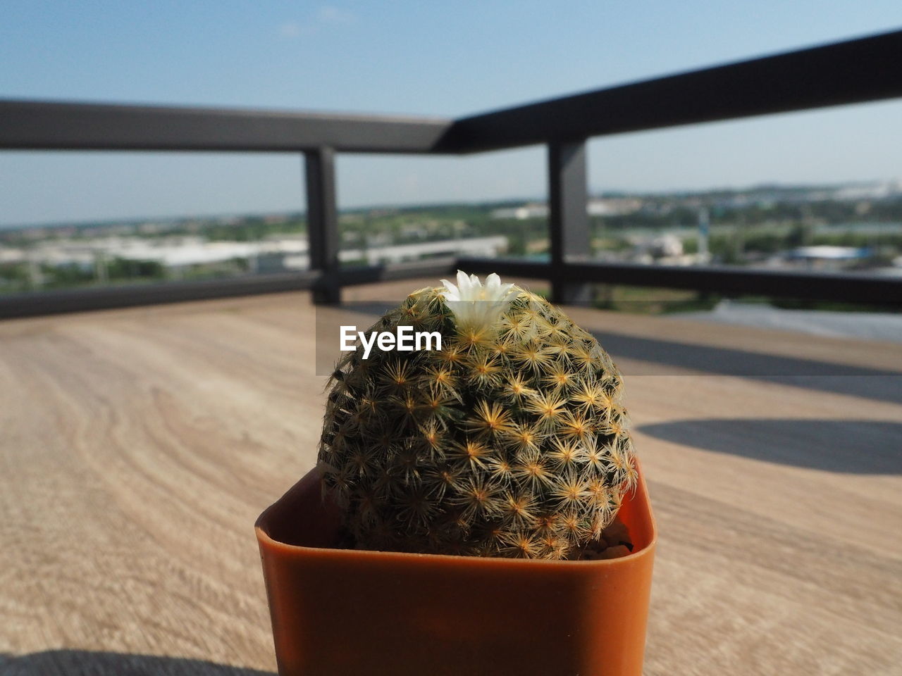 CLOSE-UP OF POTTED CACTUS PLANT ON TABLE