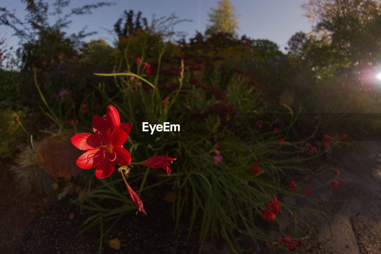 plant, flower, nature, flowering plant, red, beauty in nature, sky, tree, leaf, no people, freshness, growth, outdoors, land, close-up, landscape, sunlight, sunset, environment, plant part