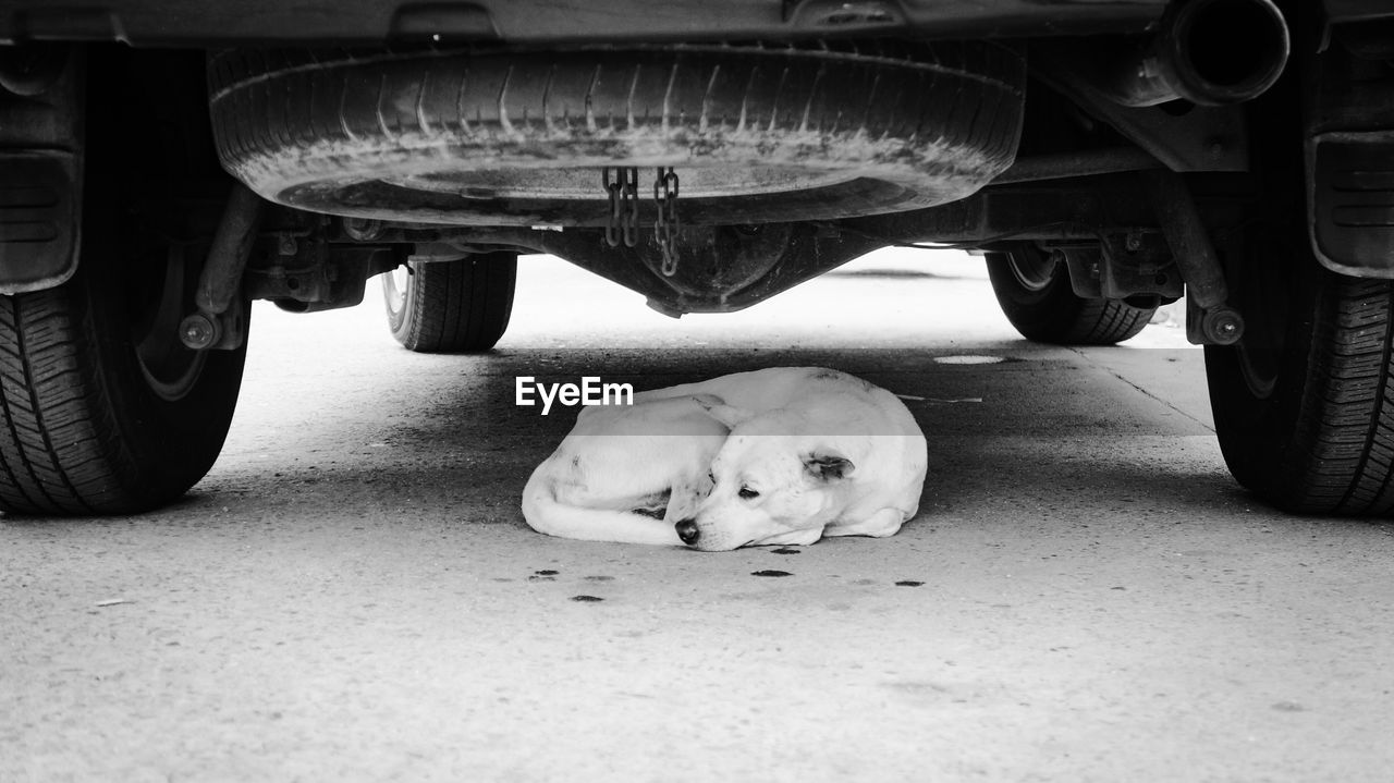 Stray dog resting on road under car