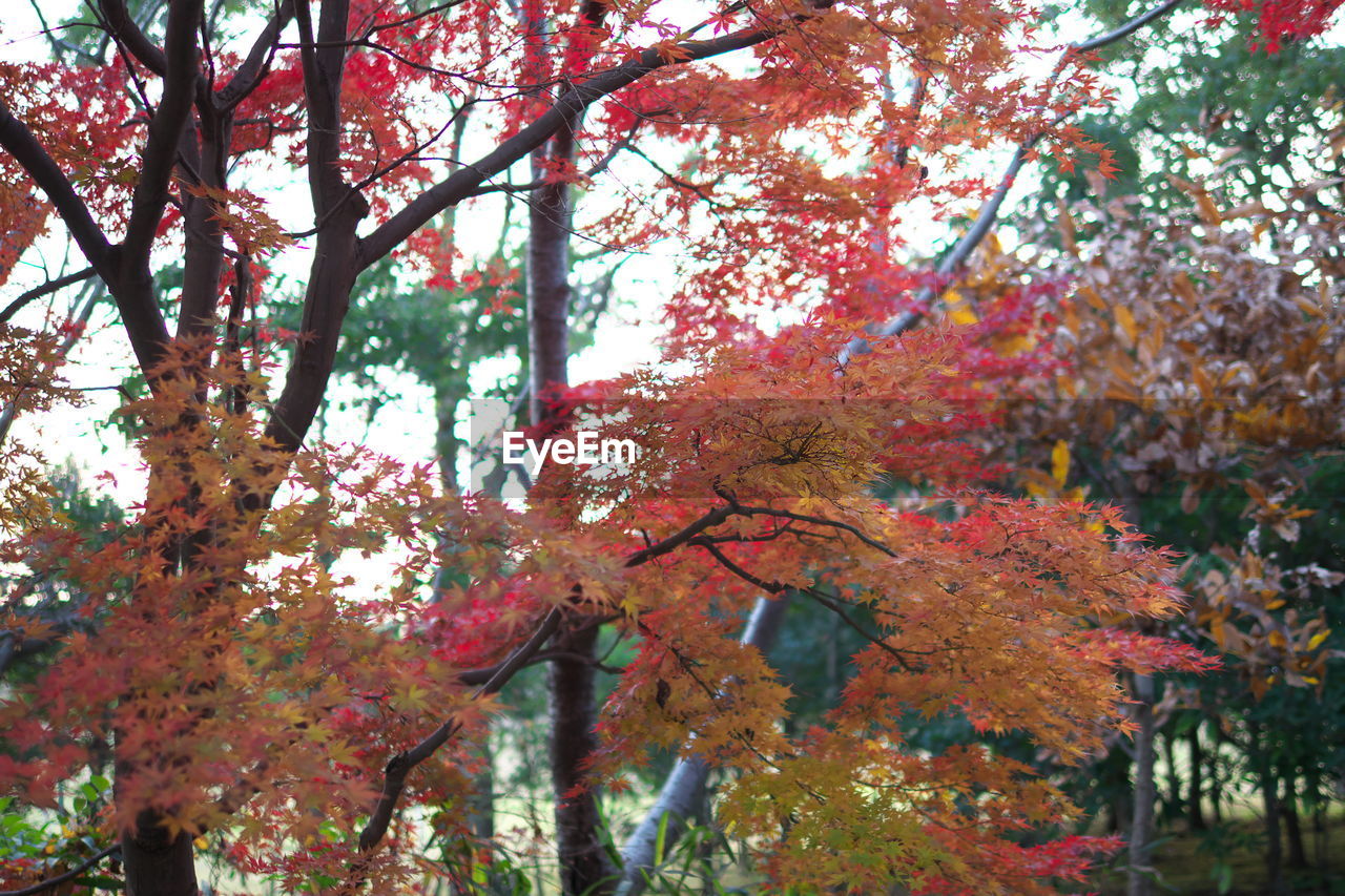 Low angle view of trees growing against sky