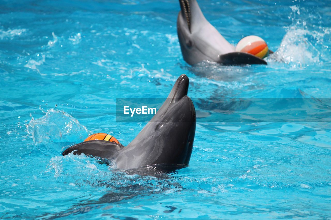 Dolphin balancing balls in swimming pool