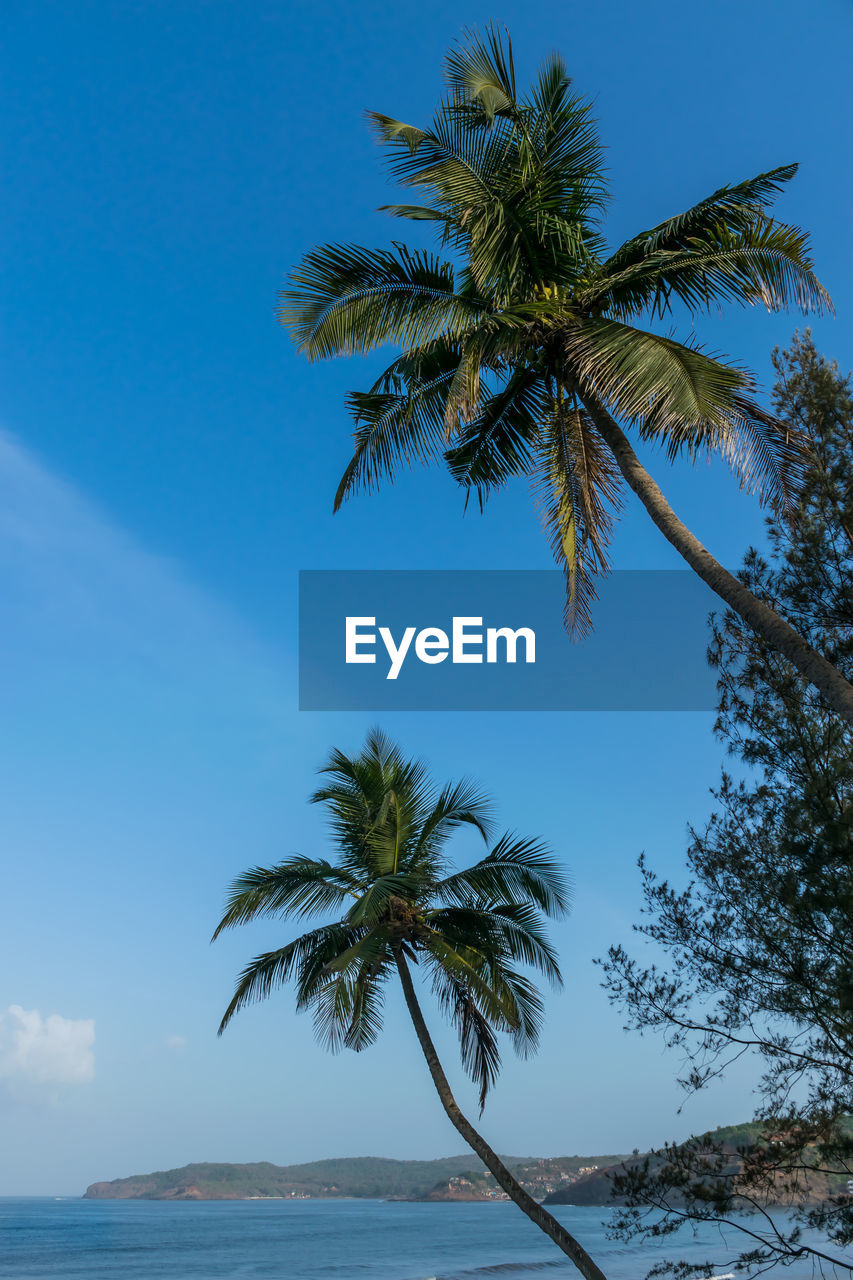 palm tree by sea against sky