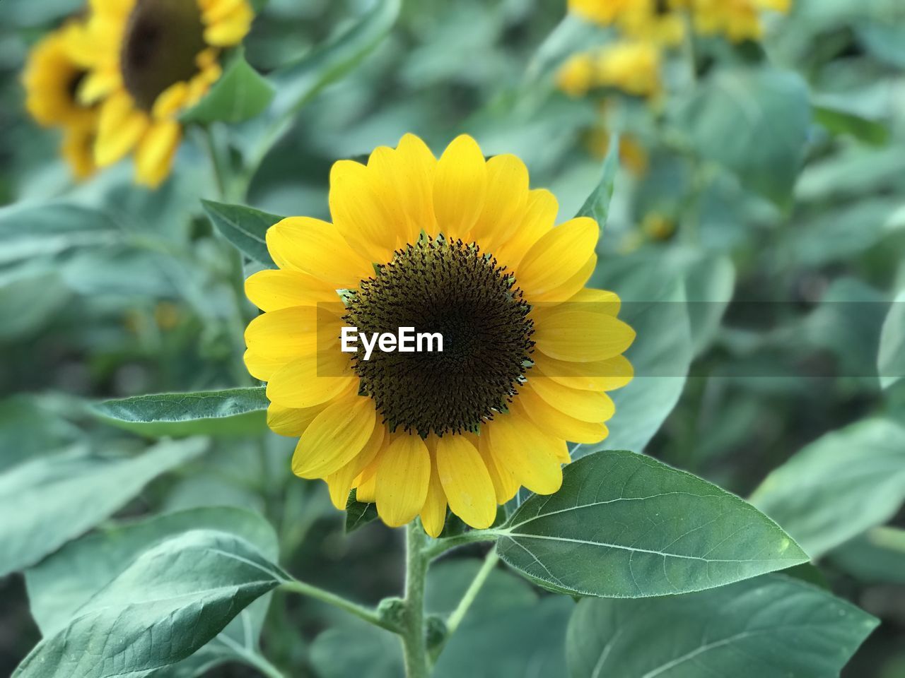 CLOSE-UP OF SUNFLOWER ON YELLOW FLOWER