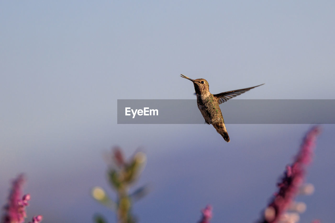 Low angle view of bird flying against clear sky