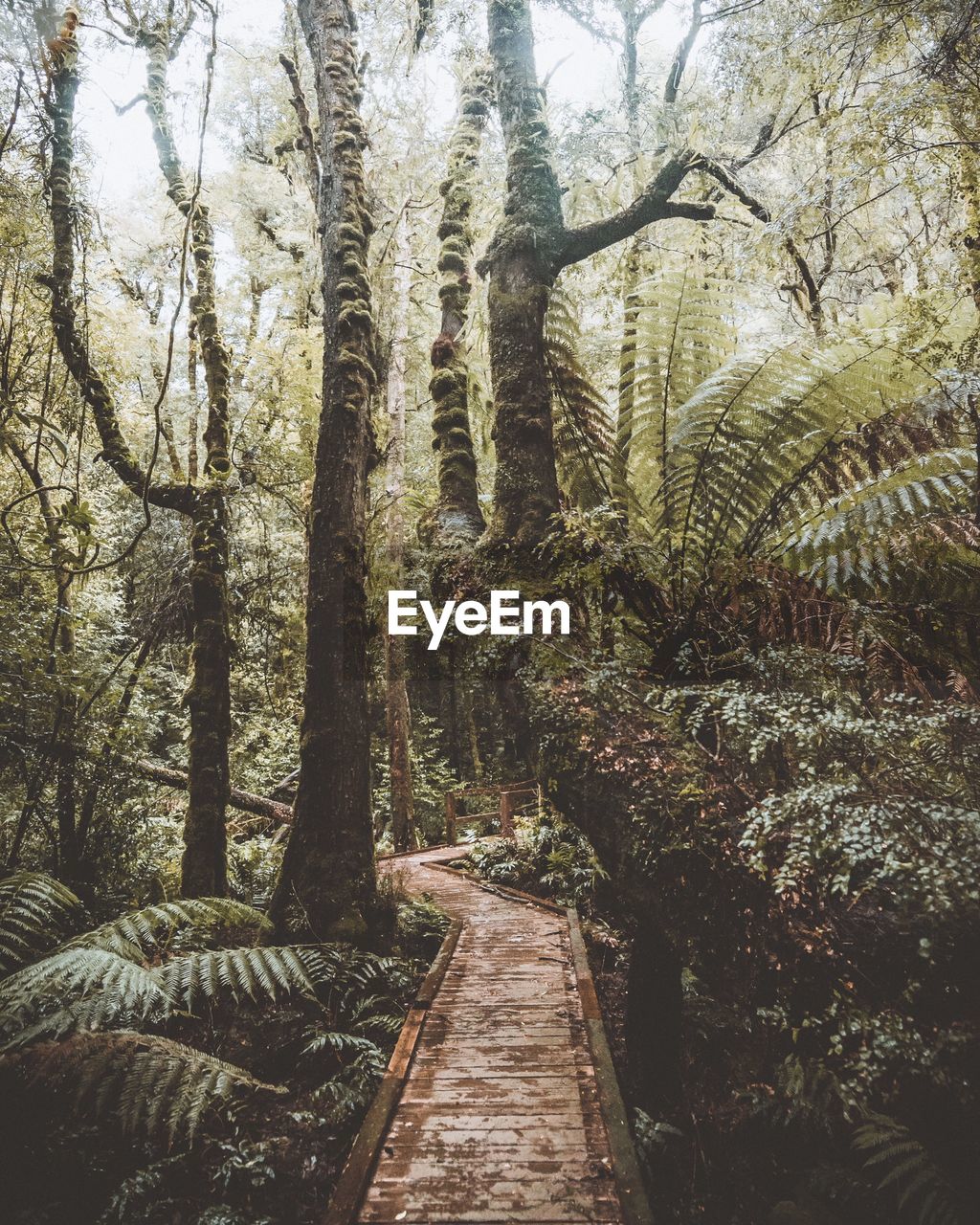 WALKWAY AMIDST TREES IN FOREST