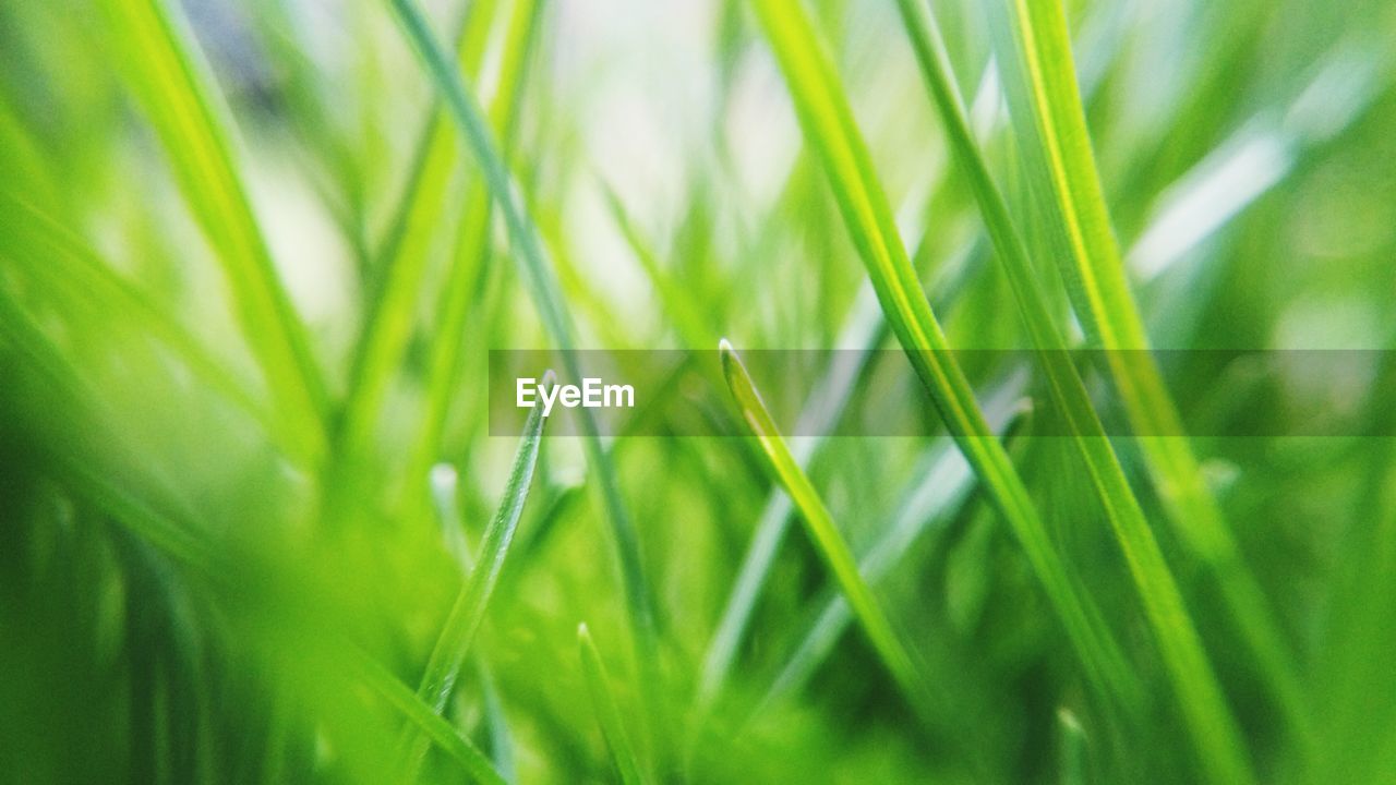 Full frame shot of grassy field