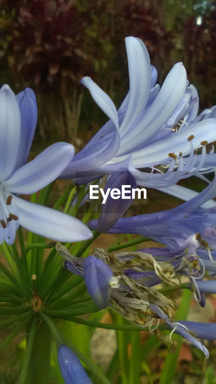 CLOSE-UP OF PURPLE FLOWERS BLOOMING OUTDOORS