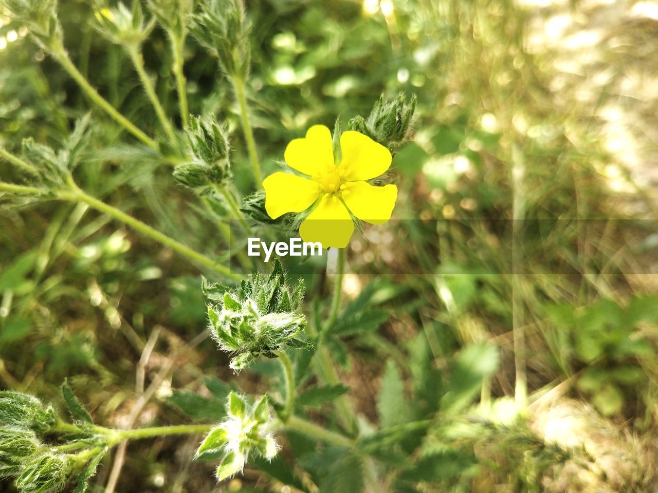 plant, flowering plant, flower, beauty in nature, growth, fragility, freshness, nature, yellow, close-up, flower head, green, inflorescence, meadow, petal, day, focus on foreground, no people, wildflower, outdoors, sunlight, selective focus, land, plant part, field, botany, leaf, springtime