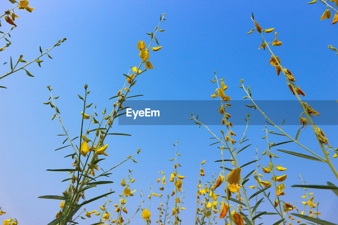 Low angle view of flowering plants against clear blue sky