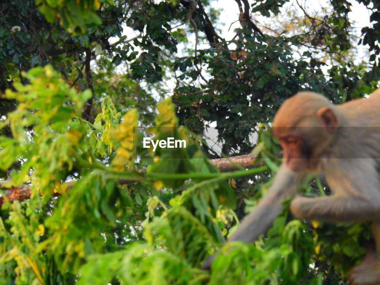 LOW ANGLE VIEW OF MONKEY ON BRANCH