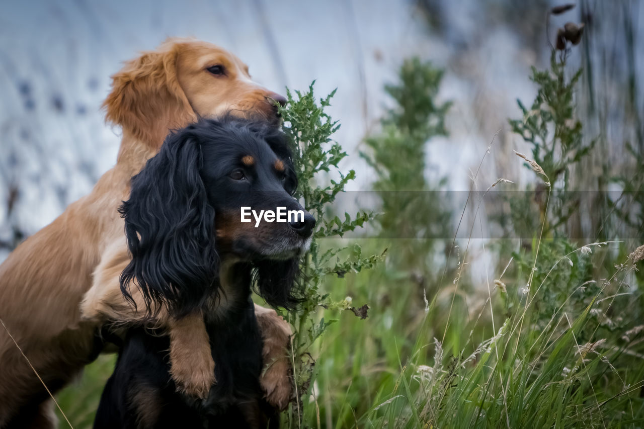 CLOSE-UP OF DOGS ON FIELD