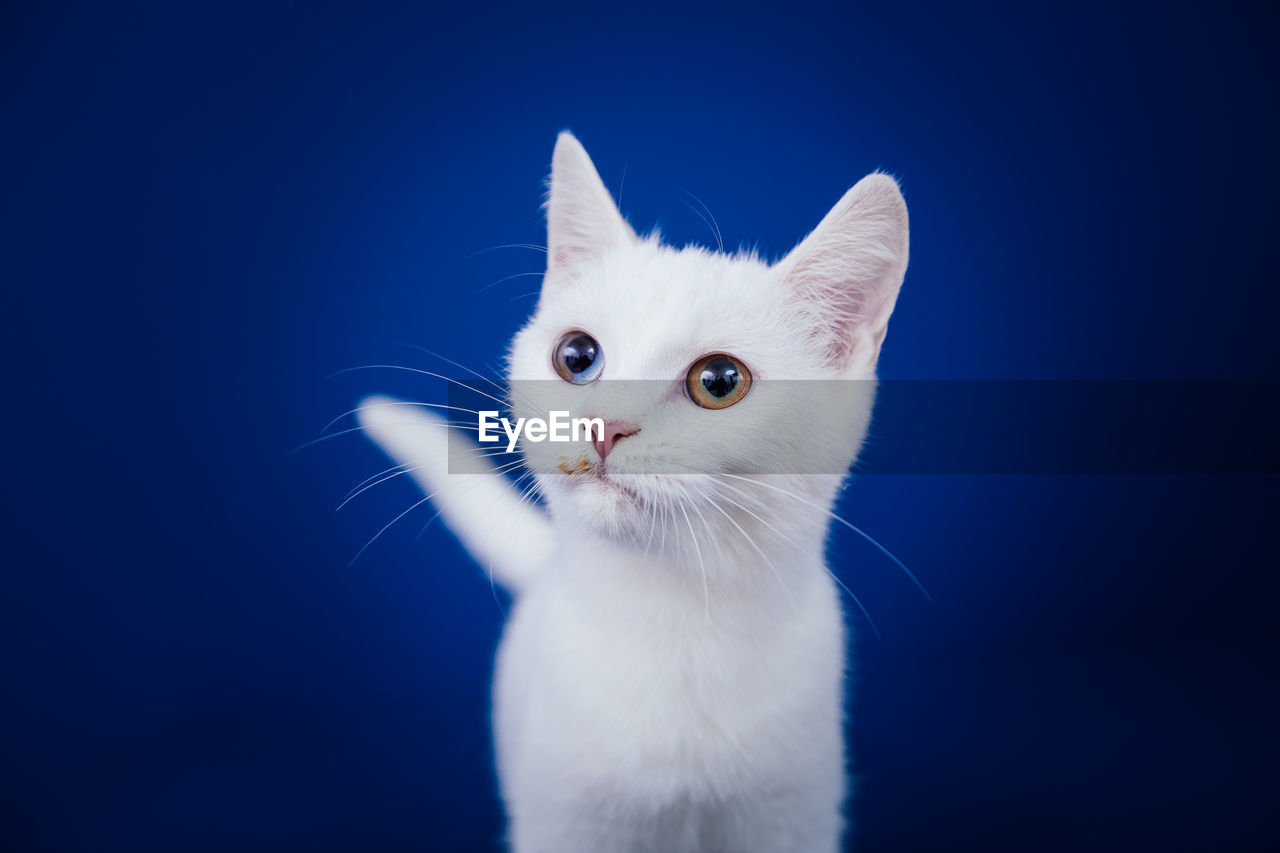 CLOSE-UP PORTRAIT OF CAT AGAINST BLUE BACKGROUND