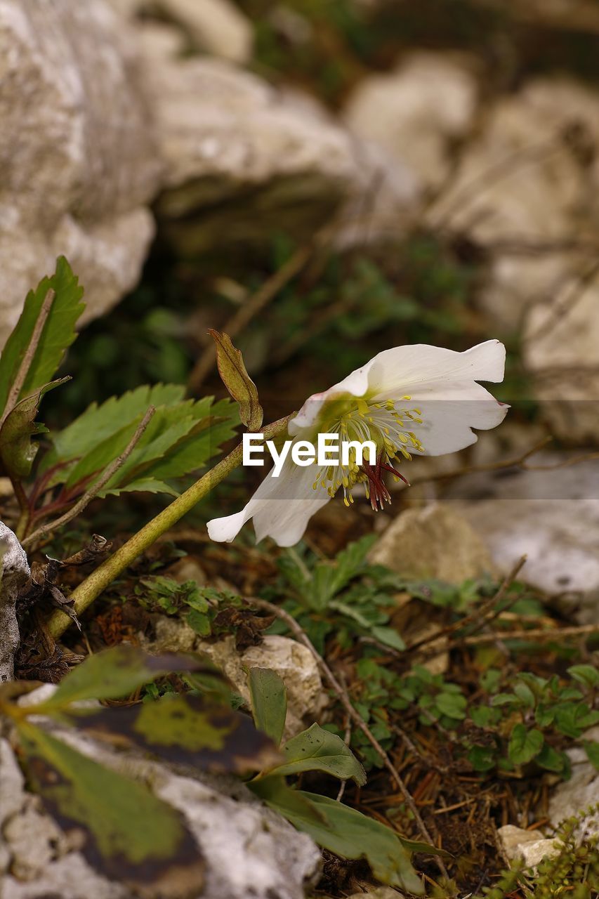 CLOSE-UP OF WHITE FLOWER PLANT