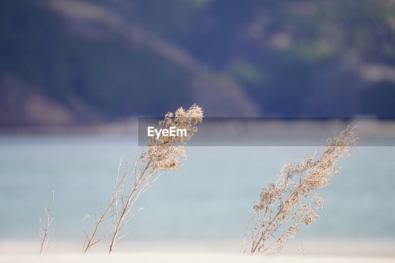 Close-up of dry plant